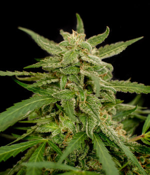 a close up of a marijuana plant on a black background