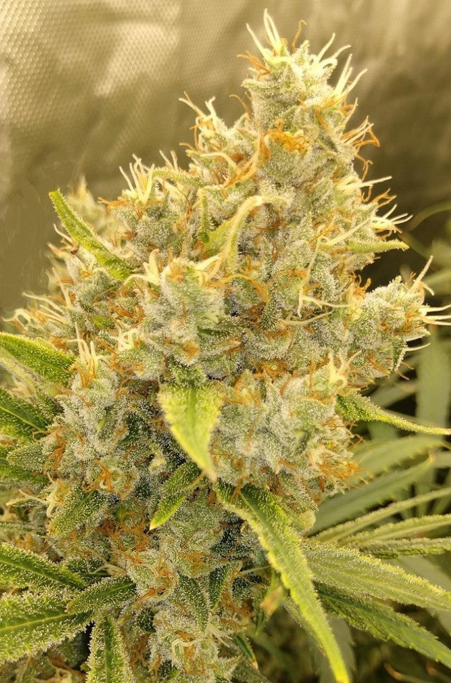 a close up of a plant with a blurry background