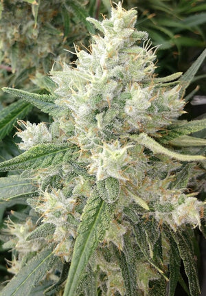 a close up of a plant in a field