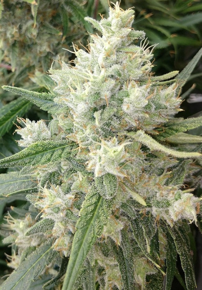 a close up of a plant in a field