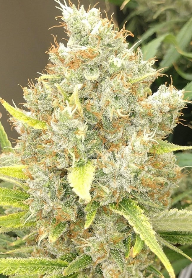 a close up of a plant in a field