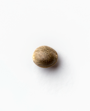 a close up of a nut on a white surface