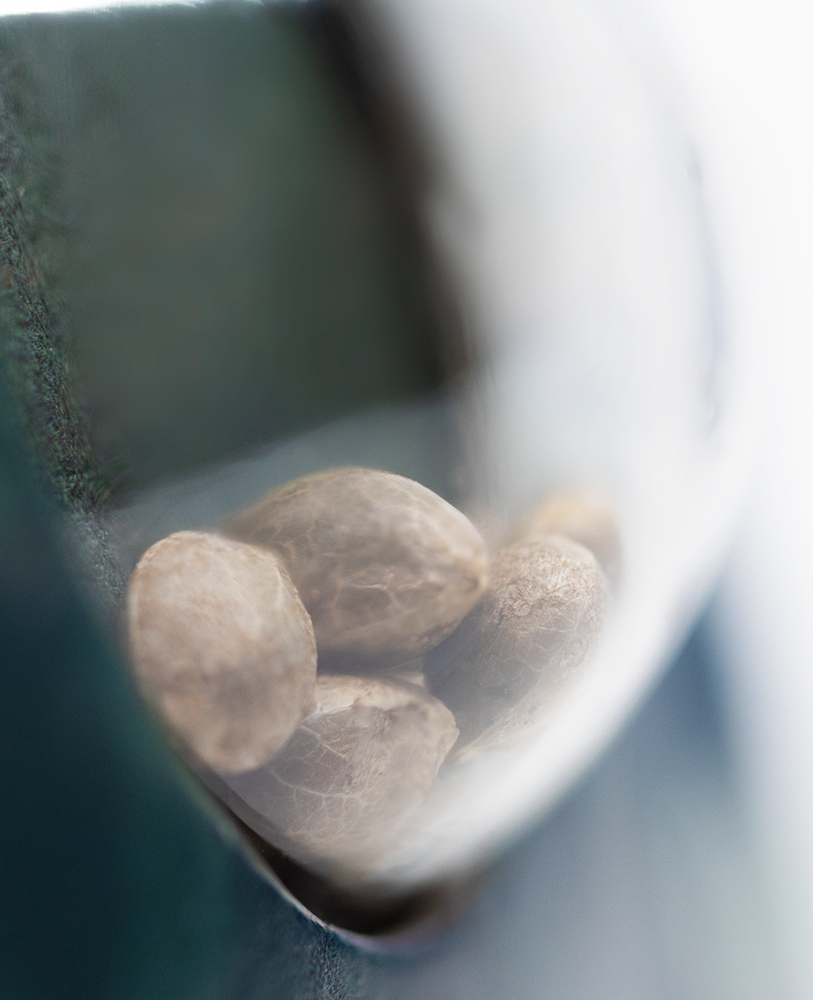 a close up of a spoon with nuts in it