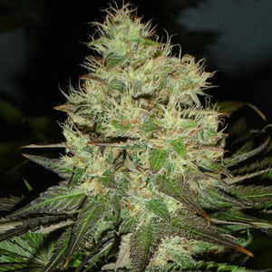 a close up of a plant with a dark background