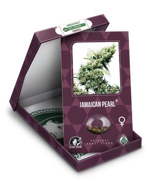 a box with a marijuana plant inside of it