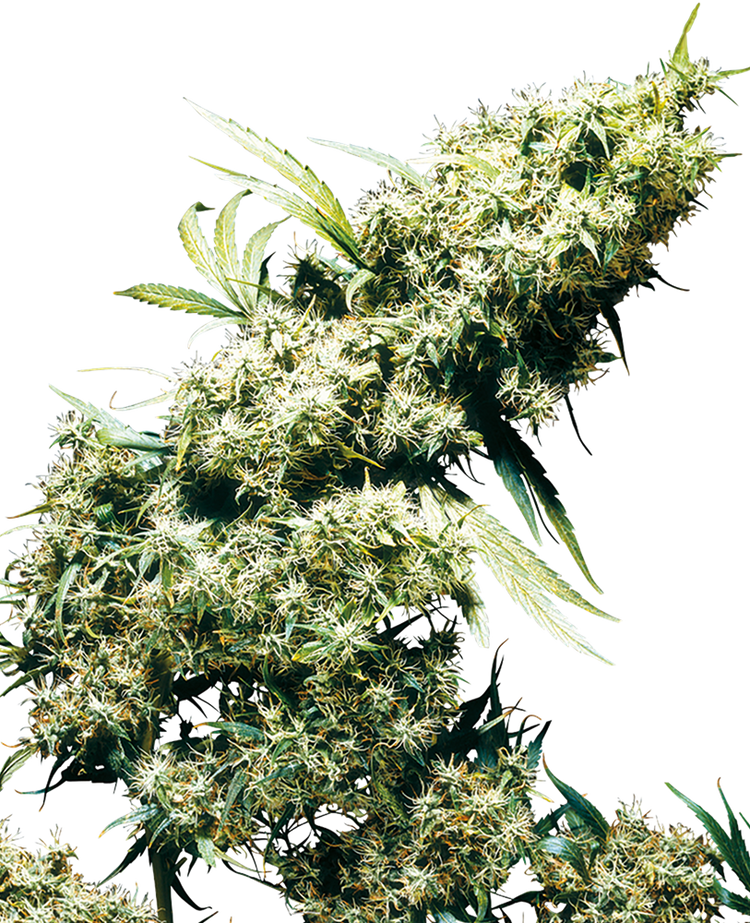 a close up of a plant on a black background
