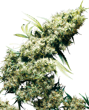 a close up of a plant on a black background