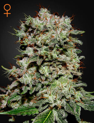 a close up of a plant on a black background