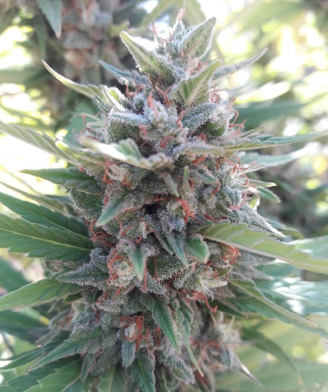 a close up of a plant on a tree