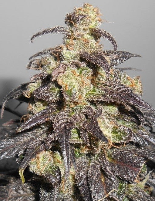 a close up of a plant on a table