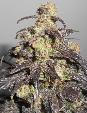 a close up of a plant on a table