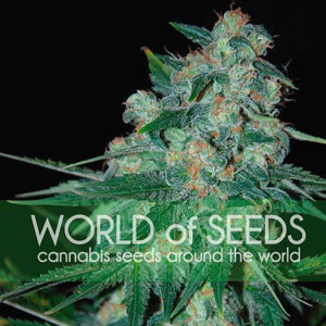 world of seeds cannabis seeds around the world