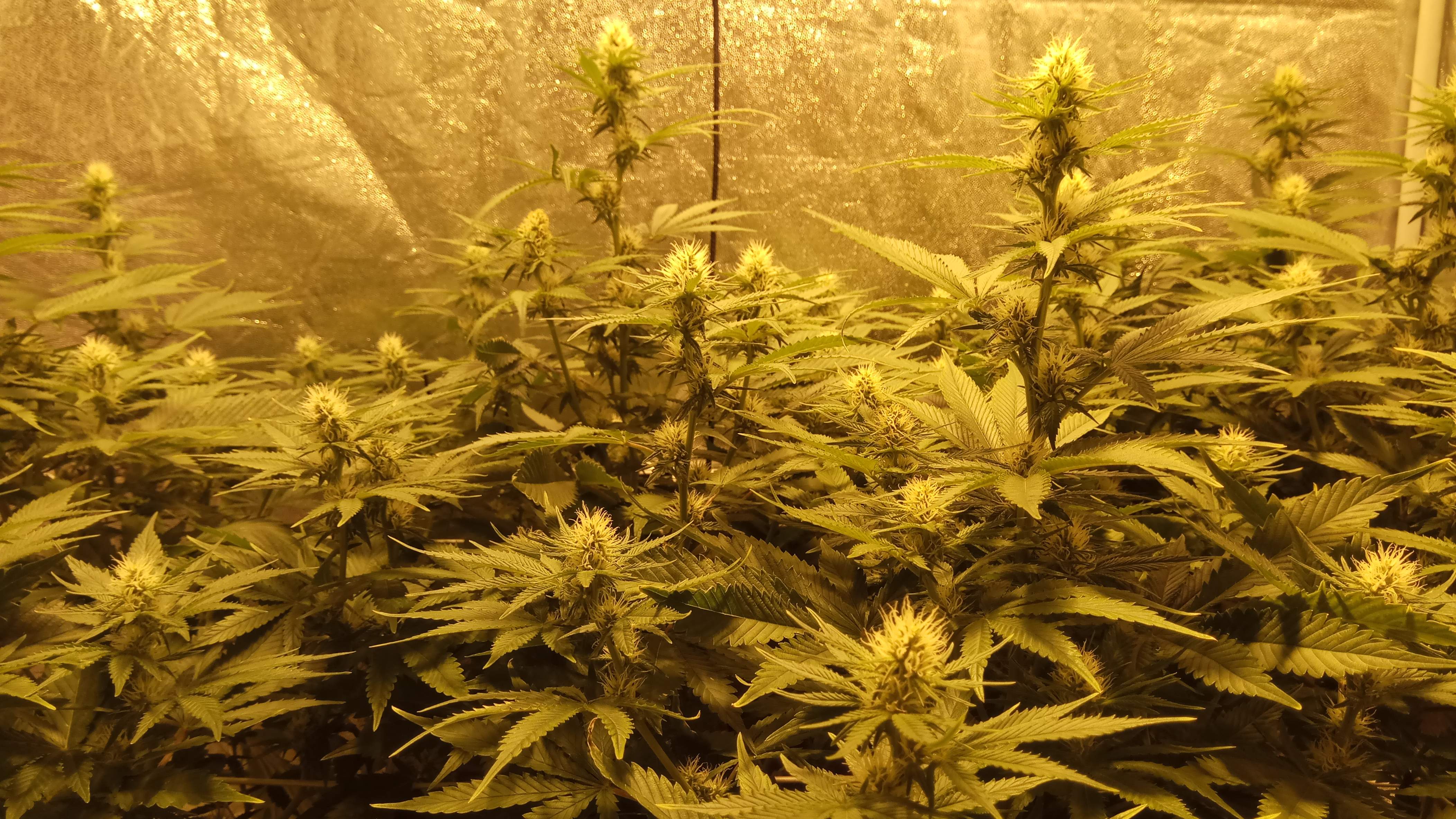 a bunch of plants that are in a room
