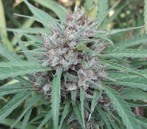 a close up of a plant in a field