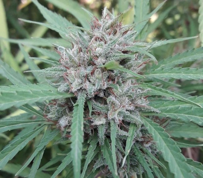 a close up of a plant in a field