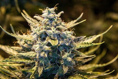 a close up of a plant in a field