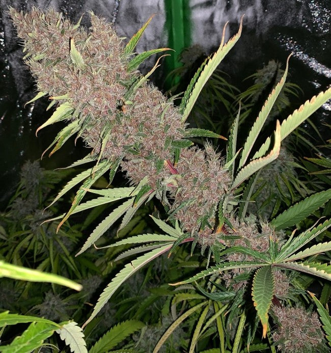 a close up of a plant in a field
