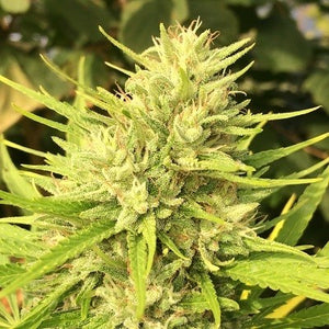 a close up of a plant with green leaves