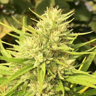 a close up of a plant with green leaves