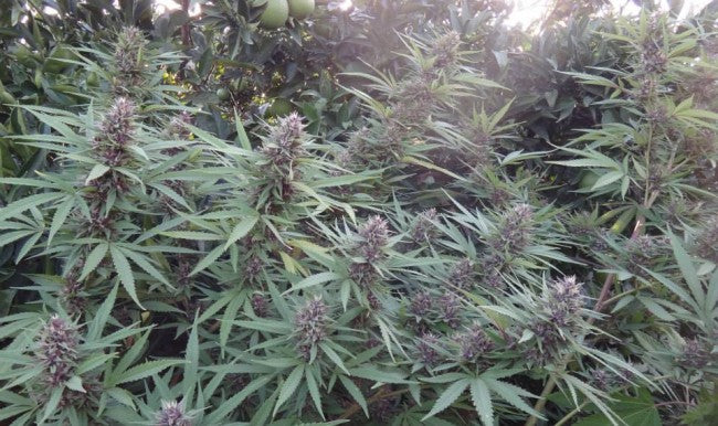 a bunch of plants that are next to each other