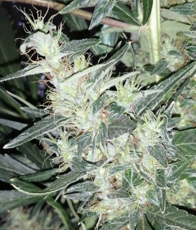 a close up of a plant with leaves