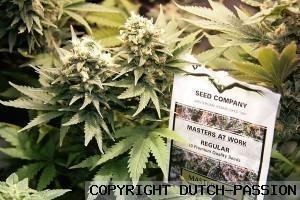 a sign on a plant in a garden