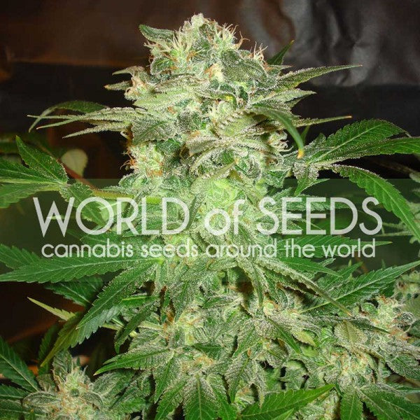 a close up of a plant with the words world of seeds on it