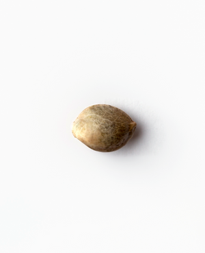 a single nut on a white background