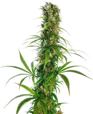 a tall plant with lots of green leaves