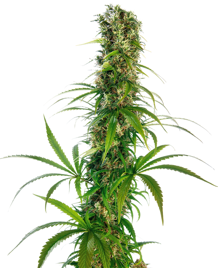 a tall plant with lots of green leaves