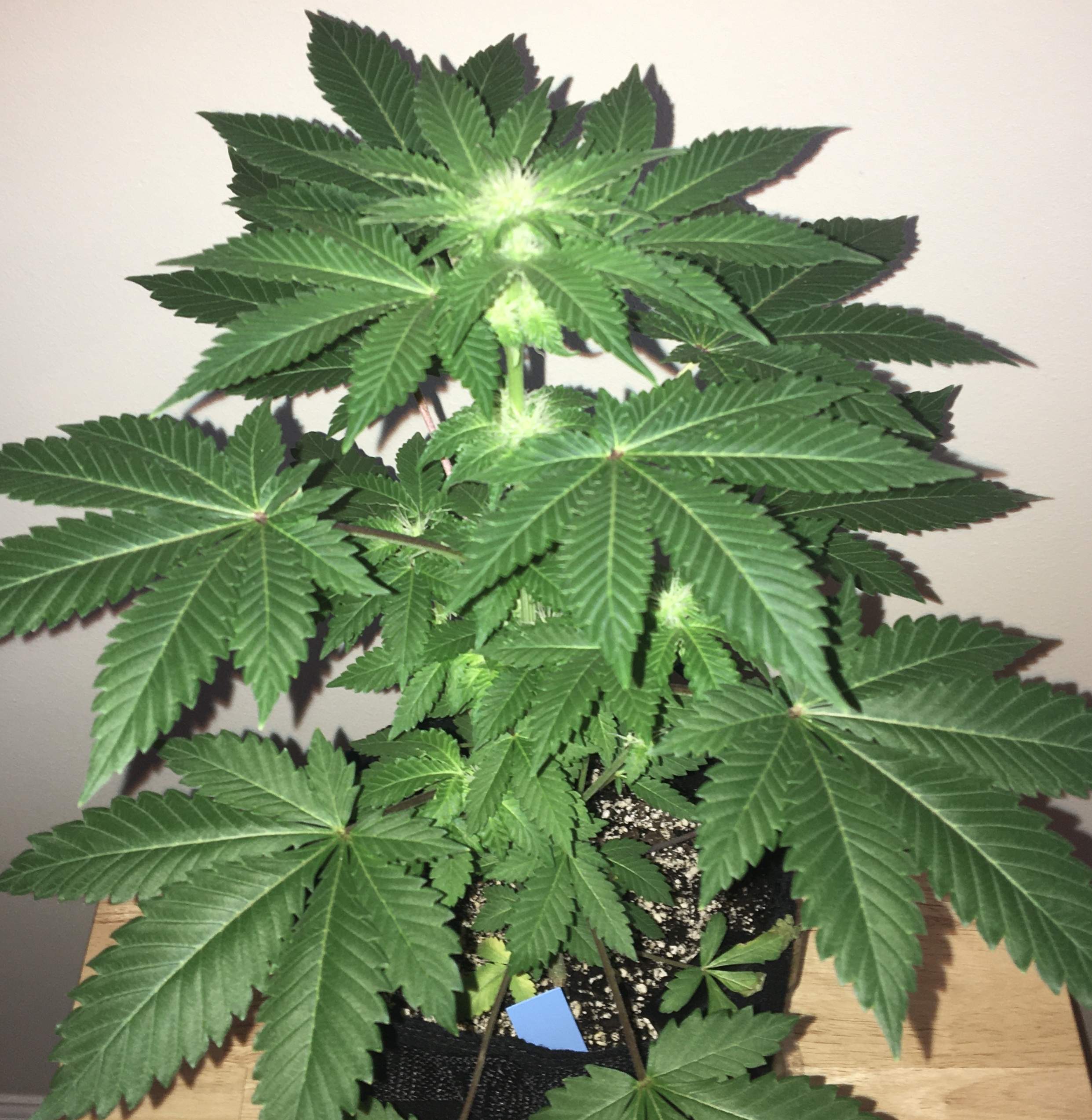a potted plant with green leaves on a table