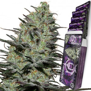 a marijuana plant next to a package of purple seeds
