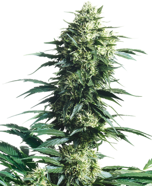 a close up of a plant on a black background