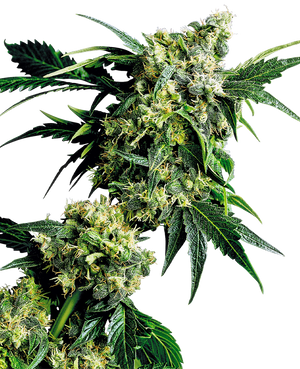 a close up of a plant on a black background