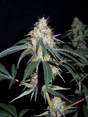 a close up of a plant on a black background