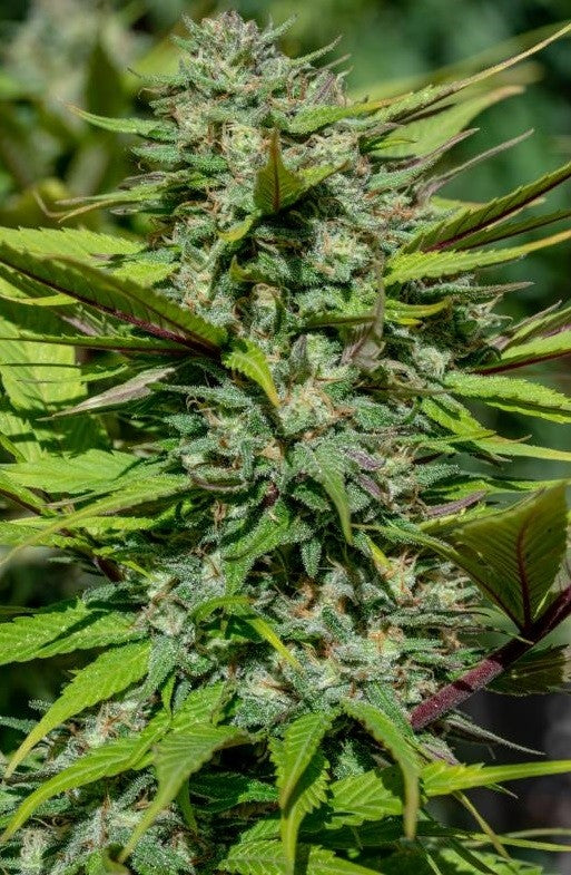 a close up of a green plant with lots of leaves