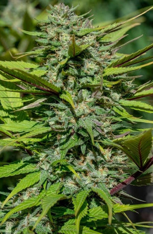 a close up of a green plant with lots of leaves