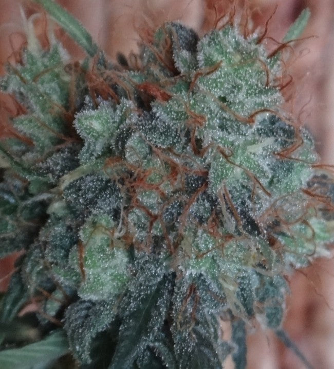 a close up of a plant with frost on it