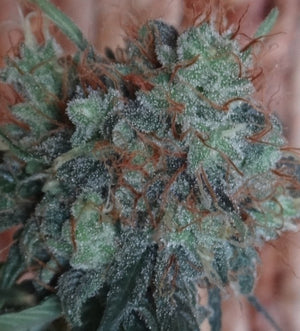 a close up of a plant with frost on it