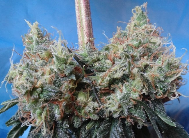 a close up of a plant on a blue background
