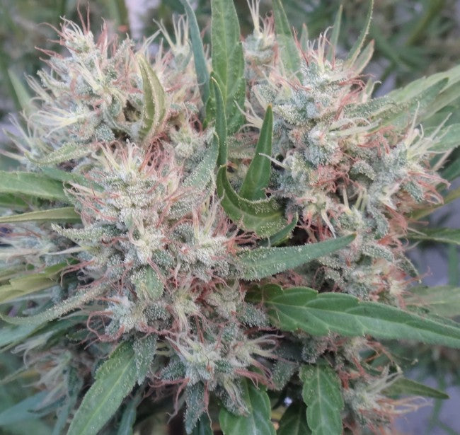 a close up of a flower on a plant