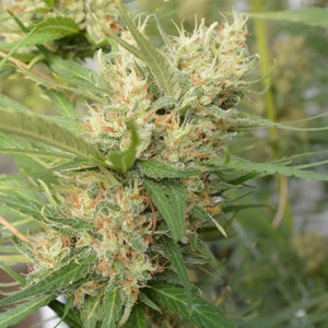 a close up of a plant with lots of green leaves