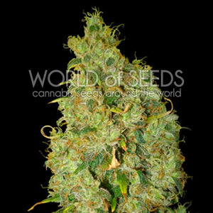 a marijuana plant with green leaves on a black background