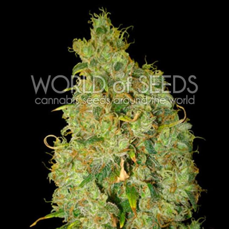 a marijuana plant with green leaves on a black background