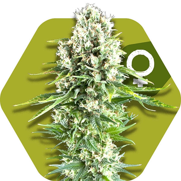 a picture of a marijuana plant on a green hexagonal background