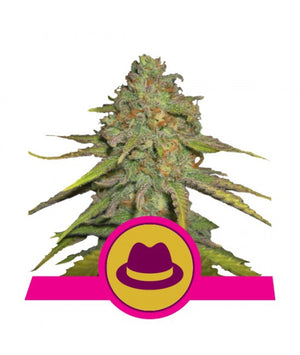 a picture of a marijuana plant with a hat on it