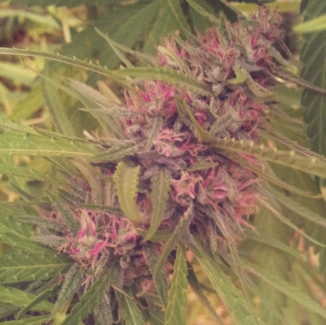 a close up of a flower on a plant