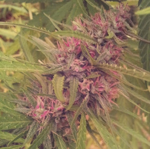a close up of a flower on a plant