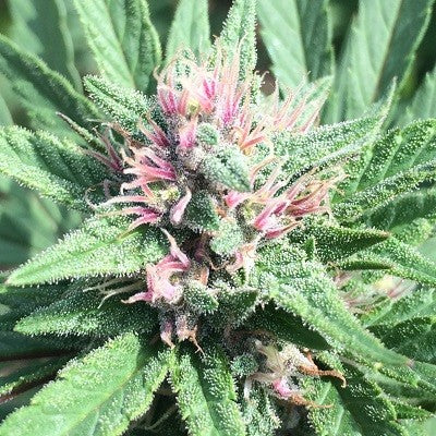 a close up of a plant with green leaves