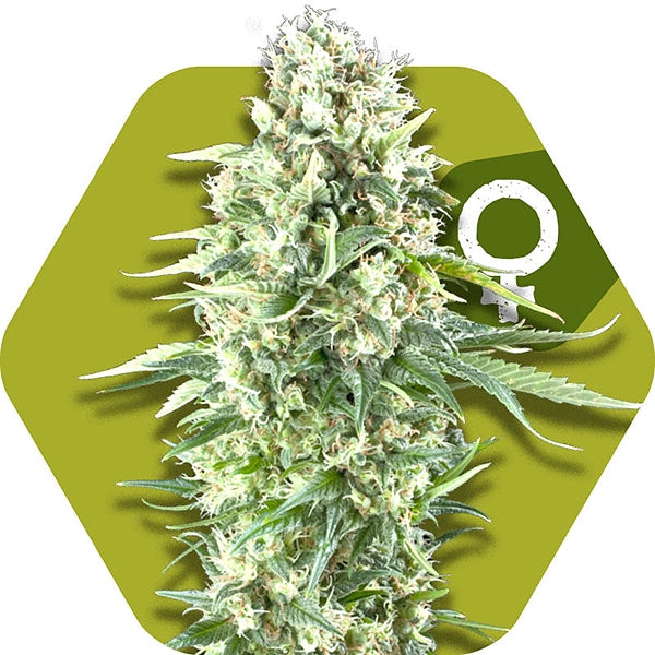 a picture of a marijuana plant on a green hexagonal background